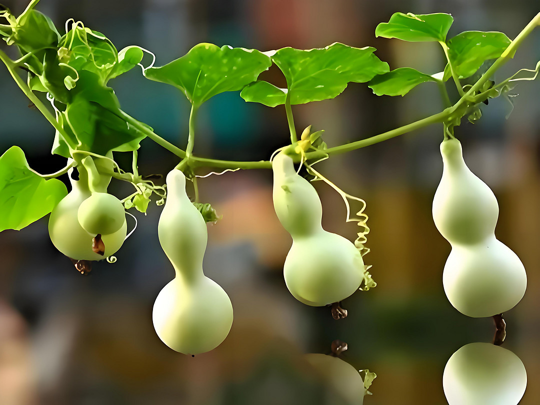 天命人必备宝葫芦!葫芦在中国传统文化中为何如此重要?以及收藏葫芦你需要知道这些